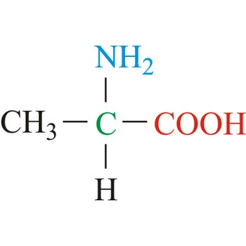 Alanine - nonessential amino acid