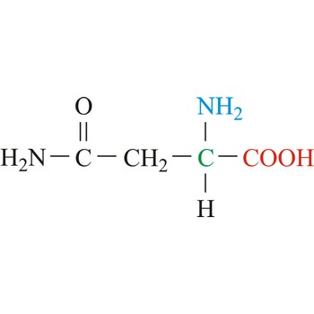 Asparagine - nonessential amino acid