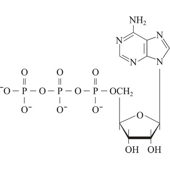Adenosine triphosphate (ATP)