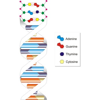 Deoxyribonucleic acid (DNA)