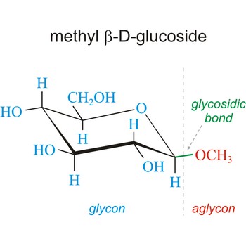 Glycosidic bond, glycon and aglycon