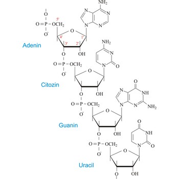 Ribonukleinska kiselina (RNK)