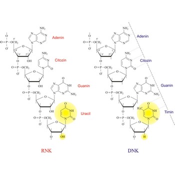Nukleinske kiseline: DNK i RNK